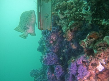 離岸一期風機水下基礎發揮「人工魚礁」功能，透過藤壺、海綿等生物吸附於基礎表面，進而吸引點帶石斑、五線笛鯛等岩礁性魚類聚集棲息，將原本沙泥底環境轉化成豐富生態的類岩礁生態系。